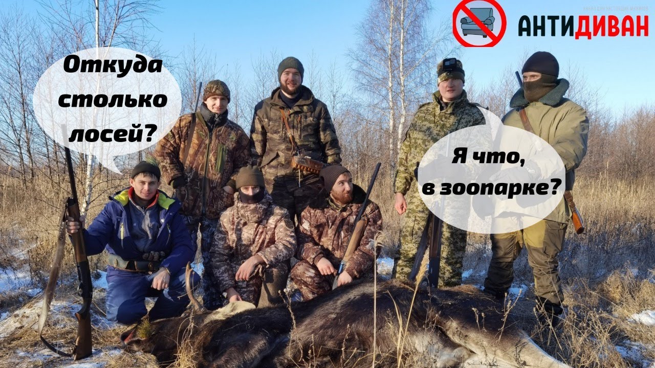 Откуда столько лосей? Я что в зоопарке? Загонная охота на лося в Нижегородской области 2021.