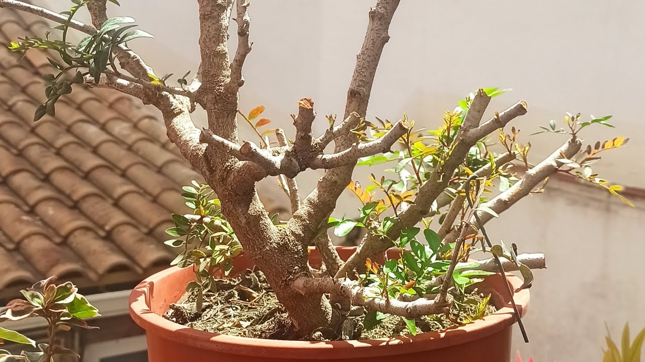 El lentisco (Pistacia lentiscus)