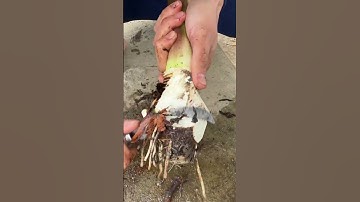 RT 828999999088816 mini rotary tillage and ridging all-in one tree 🌲 short view #rogator #rotarymowe