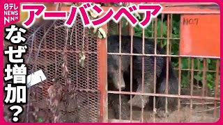 【増える「アーバンベア」】市街地に出没するワケ『バンキシャ！』