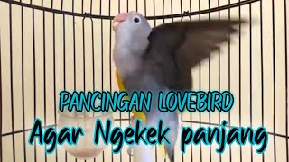 ALTERNATIF RANGSANGAN LOVEBIRD AGAR CEPAT GACOR DAN NGEKEK PANJANG