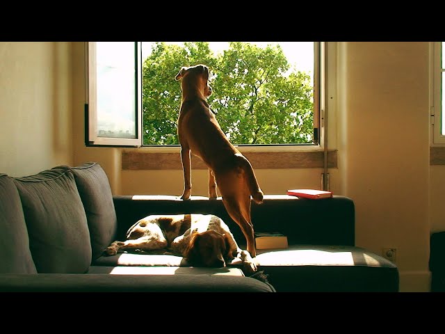 Loading video