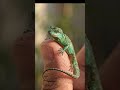 Tiny Dragon Living on a Human Finger 🐉
