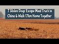 7 Stolen Dogs Escape Meat Truck In China Walk 17km Home Together 