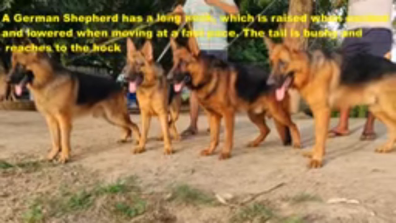 German shepherd special - DOGGYZ WORLD