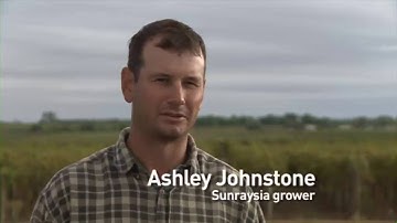 Episode 3.5 - Trellis and canopy management techniques