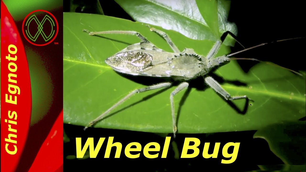 scary insects that are harmless Craziest looking wheel bug. Don't get bit from one of these guys.