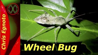 Craziest looking wheel bug. Don't get bit from one of these guys.