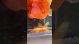 They Eat Their Own Eggs - Goldfish Dont Care