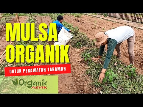 Video: Penggunaan Mulsa Organik Pada Kebun - Jenis Mulsa Alami