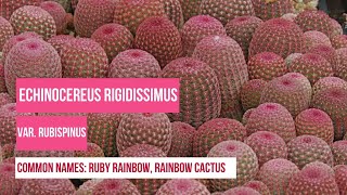 Plant Profiles: Cactus - Echinocereus Rigidissimus Var. Rubispinus or Rainbow cactus, Ruby Rainbow screenshot 5