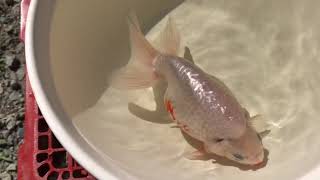 島根県産 出雲ナンキン 4歳魚 超優魚血統 No.NM/1311