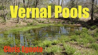 Vernal Pools  A Herping Playground! Snakes, frogs, salamanders, turtles and more!