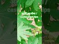 आरंडी का पौधा की जानकारी। castor plant care tips l#reel #subscribe #herbs_plant#aradi #farming