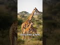 Giraffes - the 4 types #animals #animal #giraffe #southern #northern #masai #reticulated #types