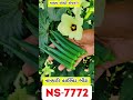 Namdhari F1Okra 7772 Madhavagro19 Shorts Agriculture Farmer Trending Khedut Fruit Agri