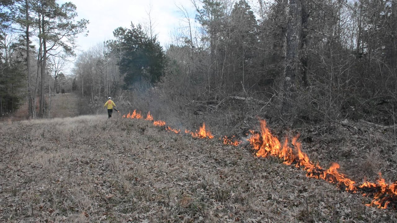 Controlled burn at SFA's Walter C. Todd Agricultural Research Center
