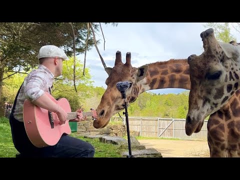 Singing for Animals compilation  thumbnail