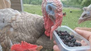 Morning Run, Fresh Berries, And Stunt Double Jackie