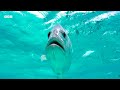 Stunning 4K Underwater Nature Footage | BBC Earth