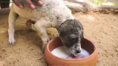 Oddly Satisfying Video With Relaxing & Calm Deep Sleep Music for Stress Relief & Meditation Ep266