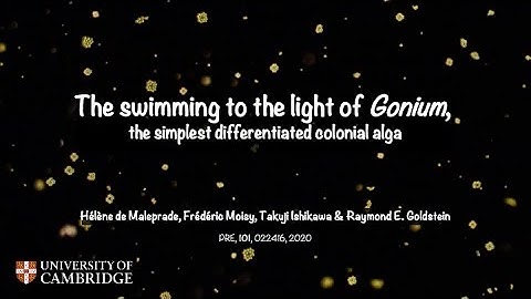 The swimming to the light of Gonium, the simplest differentiated colonial alga