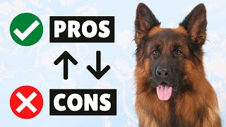 Famous German Shepherd PROS And CONS ✔❌ The GOOD And The BAD Net Worth