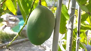 Keitt Mango in 15 gallon pot fruiting 2021
