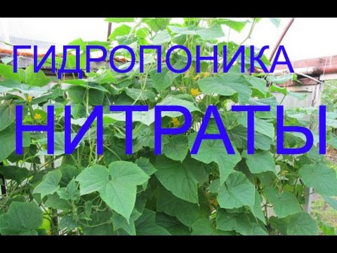 Гидропоника, НИТРАТЫ!!! Отрава - YouTube