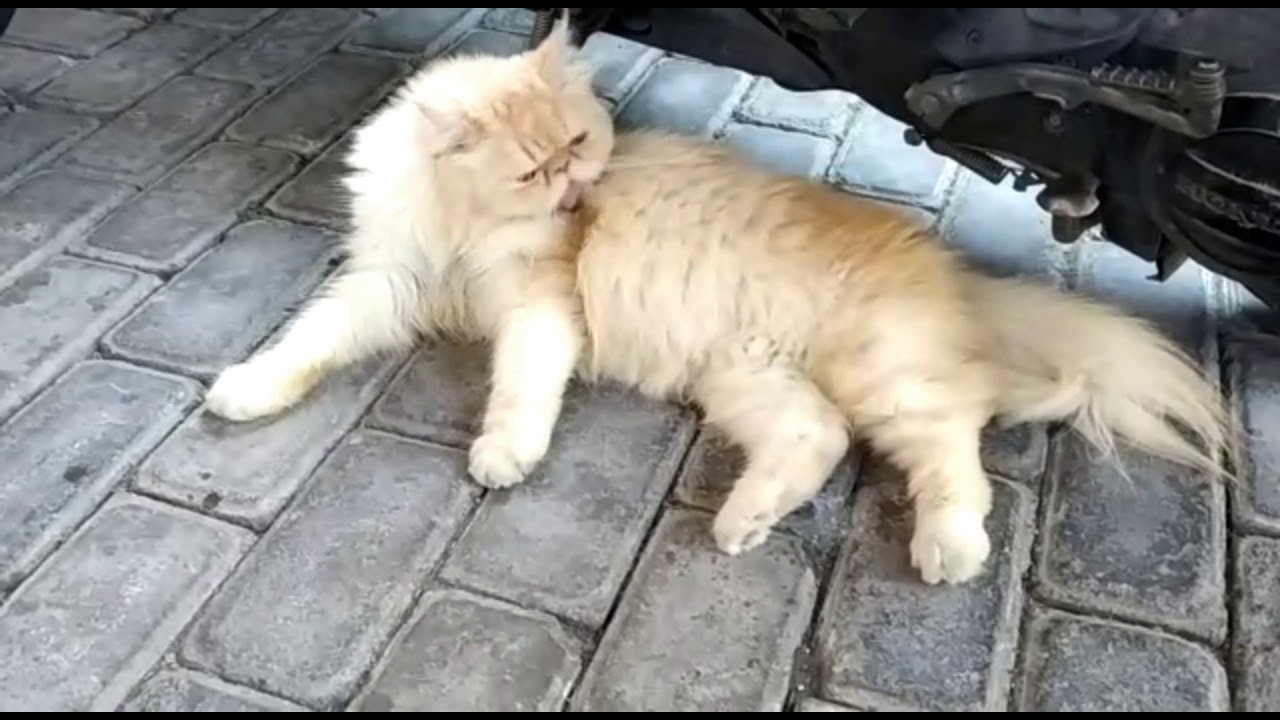Manfaat Menjemur Kucing Pagi Hari Siro Kucing Peaknose Long Hair Youtube