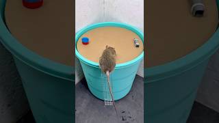 Tuzağa Düşmek/Geri Dönüştürülmüş Malzemelerle Etkili Kendin Yap Fare Tuzakları