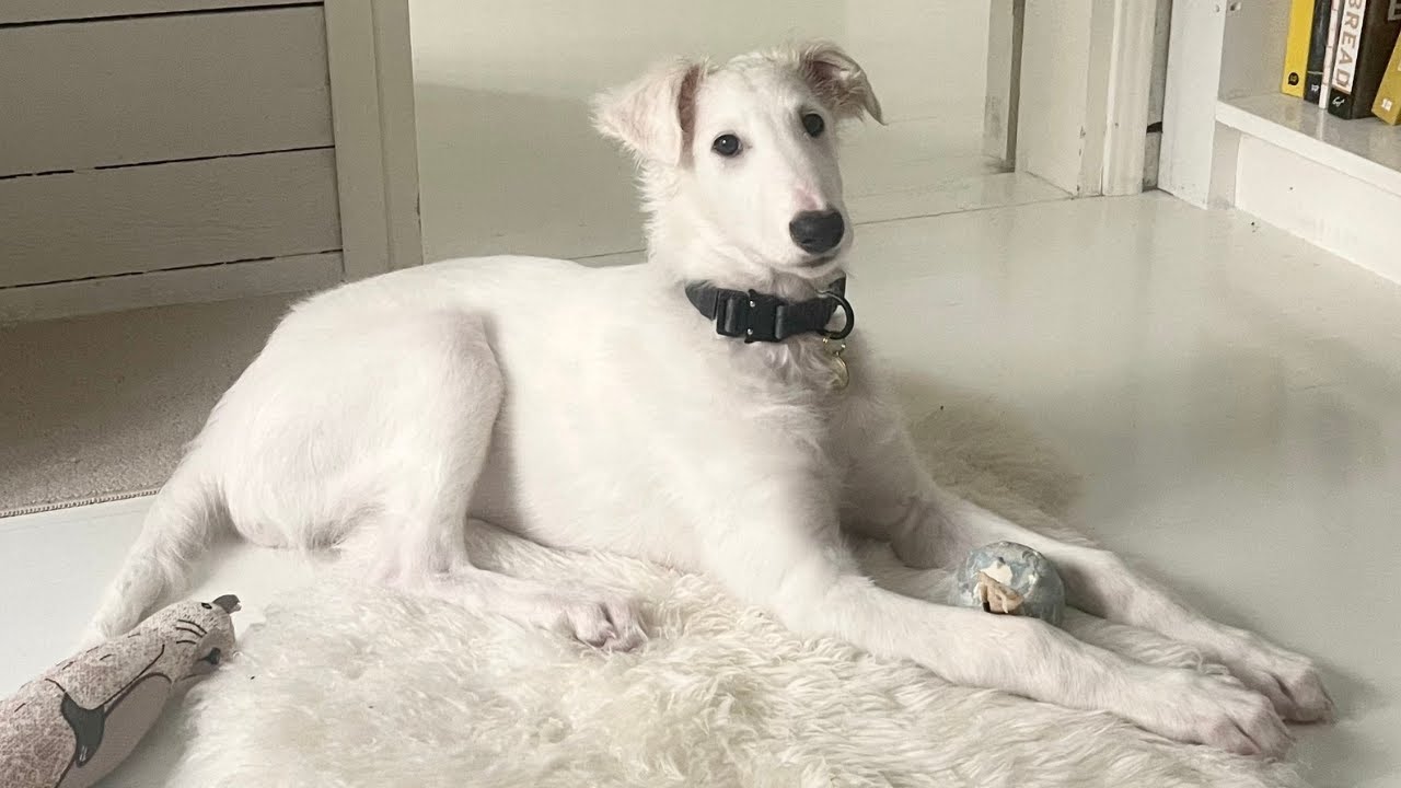 Raising a Borzoi puppy | Life with Oort | Winter in Finland | Ep.12