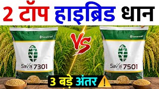 हाइब्रिड धान Sava 7501 और Sava 7301 में अंतर देख ल़ो | बाद में पछताना पड़ेगा | hybrid dhan variety 🔥