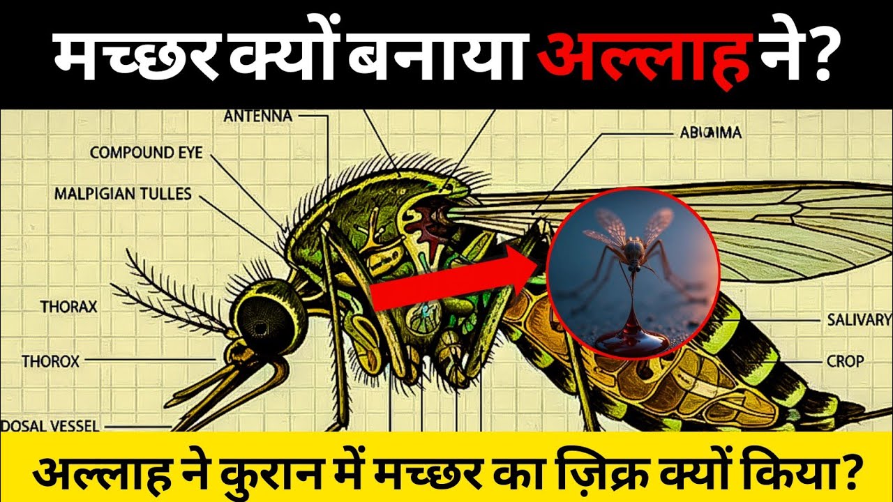 WHY DID ALLAH CREATE THE MOSQUITO? | ISLAMIC BAYAN IN HINDI ISLAMIC ...