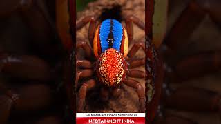 World’s Smallest Dancer 😱 Peacock Spider Dance | Nature Mystery