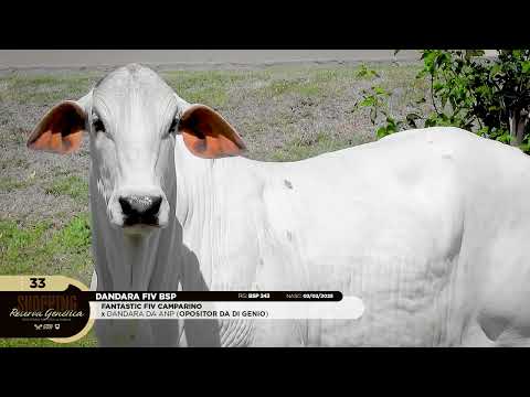 LOTE 33   DANDARA FIV BSP   BSP 243 zap