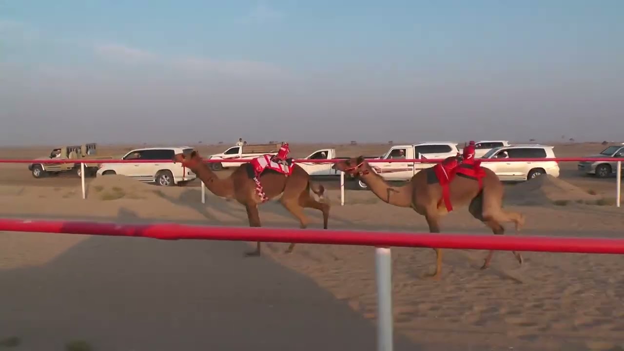 الشوط التاسع أبكار المشتركات ( حضور ) فهد سلمان سيف المالكي 2:3:34