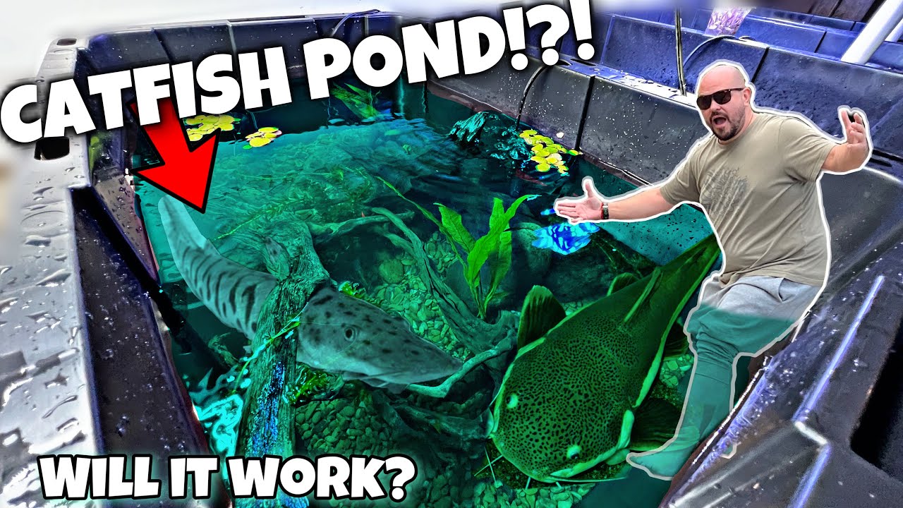 How to Build a Small Catfish Pond: Easy DIY Guide