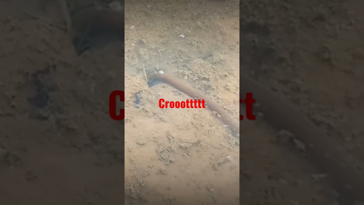 Belum dipancing udah nongol duluan -  mancing belut 