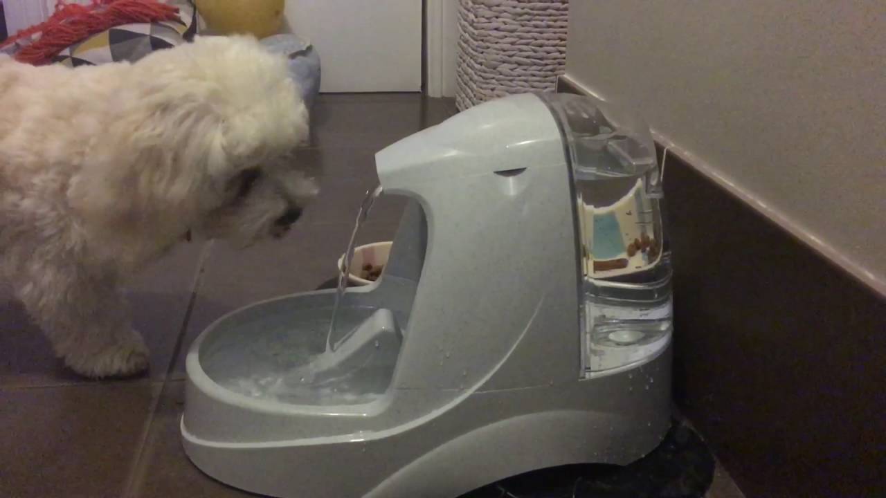 Drinkwell Water Fountain from Petsafe YouTube