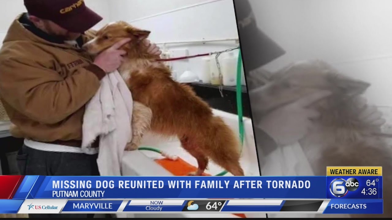 Tennessee family finds dog 54 days after deadly tornadoes YouTube
