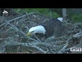 AEF NEFL Eagle  Cam 10-15-19 :Sweet Cooing from Gabrielle to Samson