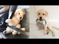 Cute puppies doing funny things 2021 6 cutest dogs