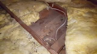 RODENT DAMAGE - stop rodents from burning down your home