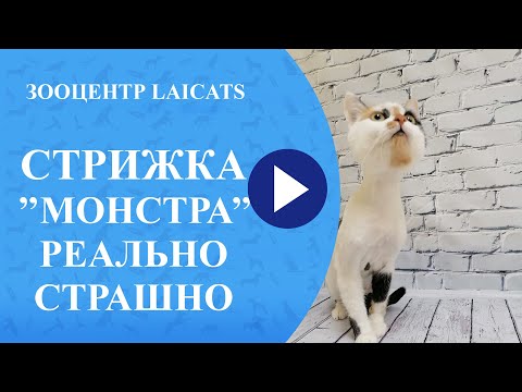 Стрижка кошек с капризным характером?