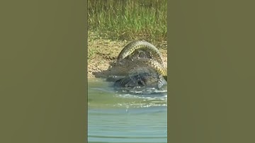 CROCODILE vs PYTHON: Ultimate River Battle! 🐍🐊#CrocodileVsPython #NatureIsMetal #wildlife #shorts