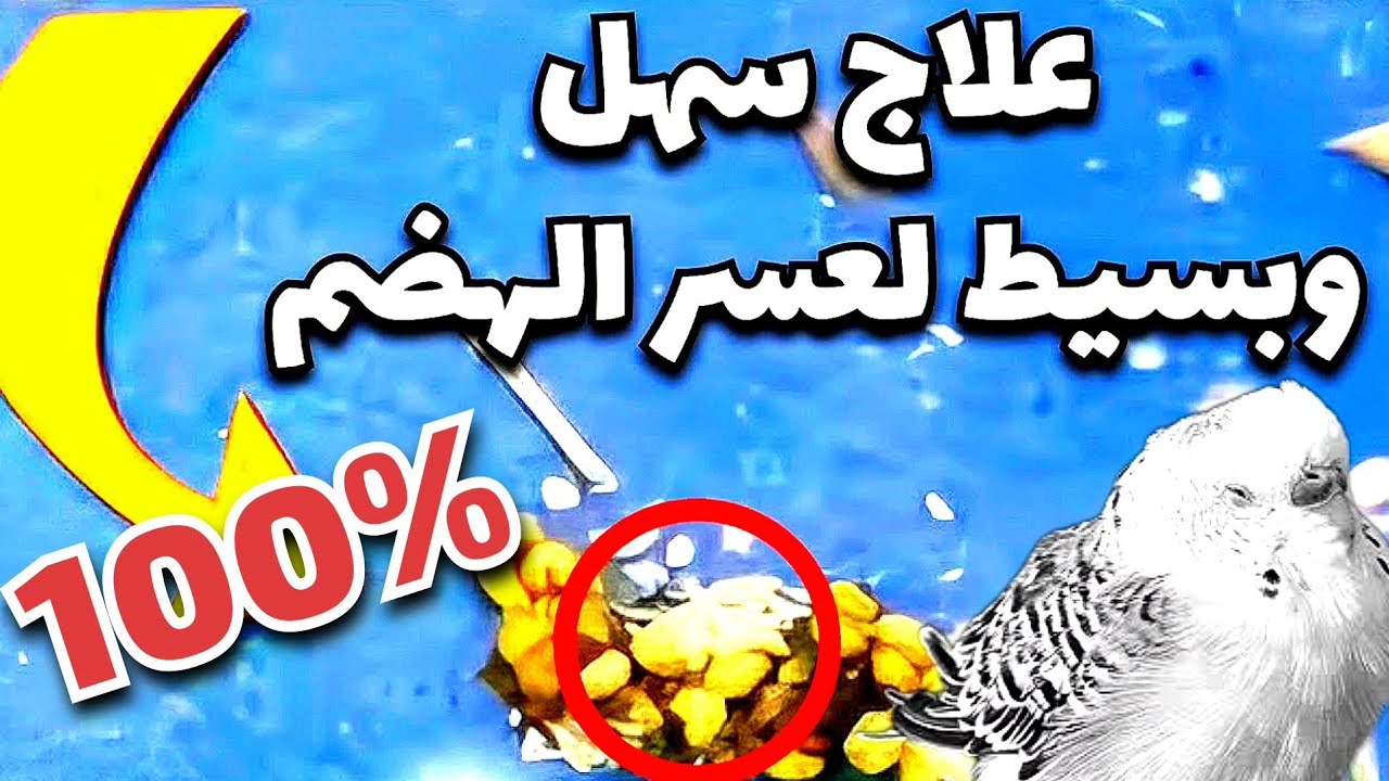 كيفية علاج عسر الهضم عند العصافير | عصافير الخبير