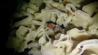 Dive 60 & 61:  Howe Sound, British Columbia