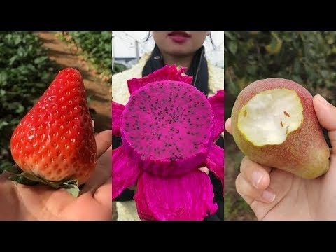 Китайцы выбирают и едят свежие фрукты в саду(странно приятный фруктовый ниндзя)#45