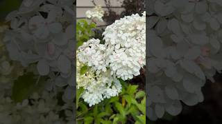 Miss Hailey - Beautiful Flowers Misshaileys